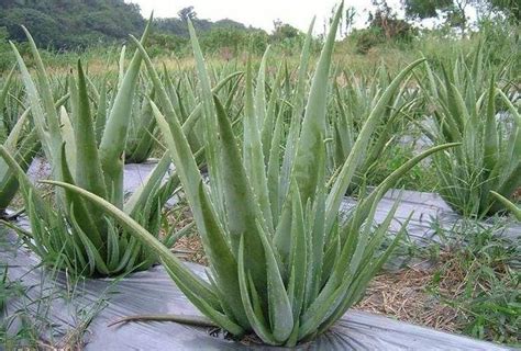 蘆薈陽台風水|陽台風水：種植蘆薈不可錯過【陽台上可以種蘆薈風水】 :: 農作物。